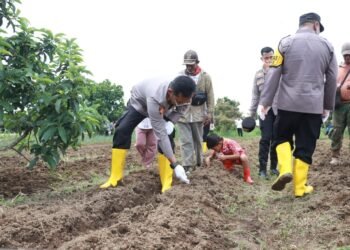 Luncurkan Gugus Tugas Ketahanan Pangan, Polres Berau Tanam Jagung di Sambaliung