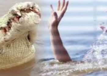 Cari Kerang, Seorang Nelayan di Maratua Tewas Diterkam Buaya